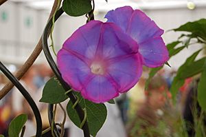 Cutivated Ipomoea indica with tendrils