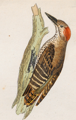 Dendropicus minutus - 1700-1880 - Print - Iconographia Zoologica - Special Collections University of Amsterdam - UBA01 IZ18700187 (cropped).tif
