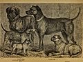 Der Hund und seine Racen. Naturgeschichte des zahmen Hundes, seiner Formen, Racen und Kreuzungen (1876) (20674436168)