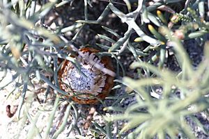Dryandra pteridifolia-7