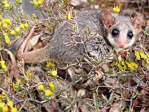 Eastern Pygmy Possum Pilliga Forest NSW