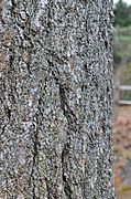 Eastern White Pine Pinus strobus Bark Vertical