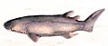 Echinorhinus brucus1