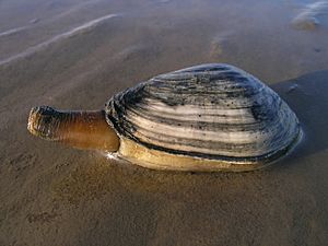 Soft-shell clam Facts for Kids