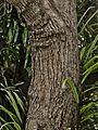 Elaeocarpus bancroftii trunk SF21194 1