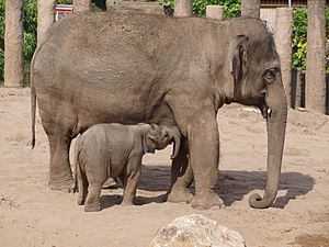 Elephants Chester Zoo