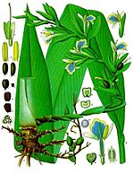 Elettaria cardamomum - Köhler–s Medizinal-Pflanzen-057.jpg