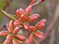 Eucalyptus dissimulata buds