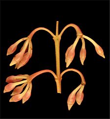 Eucalyptus doratoxylon buds