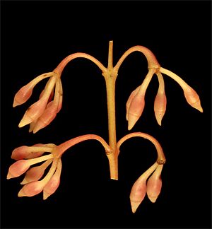 Eucalyptus doratoxylon buds