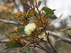 Eucalyptus hebetifolia buds (2)