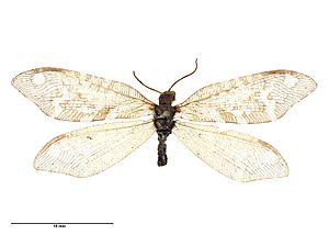 Euosmylus stellae (McLachlan, 1899) (AM AMNZ75253-1).jpg