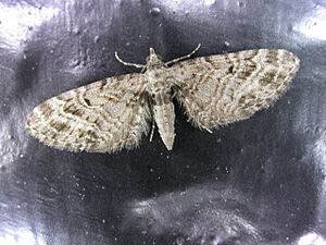 Eupithecia dodoneata