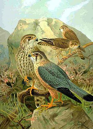 Falco columbarius NAUMANN