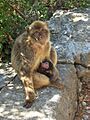 Female Macaque with young suckling