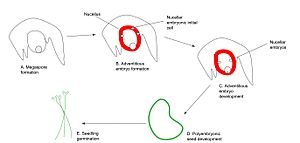 Figure 1. Nucellar Embryony Process