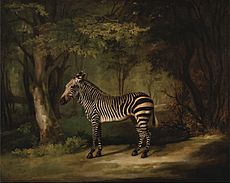 George Stubbs - Zebra - Google Art Project