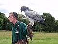 Geranoaetus melanoleucus -Knowsley Safari Park, Merseyside, England -zoo keeper-8a