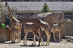 GiraffeTowerUHZ