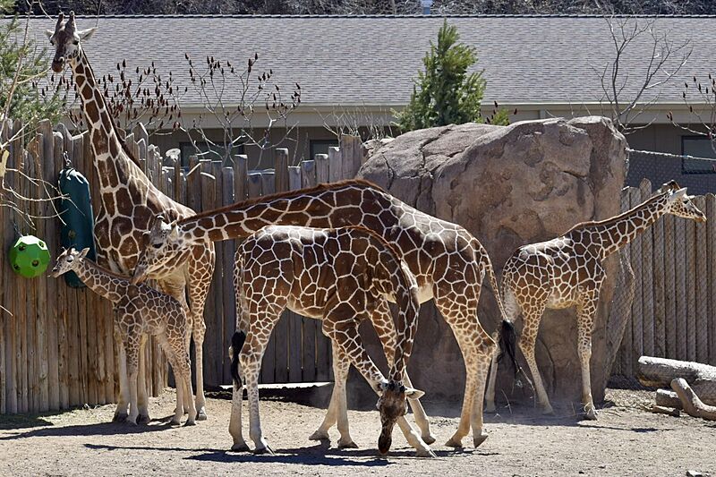 GiraffeTowerUHZ