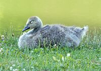 Gosling in GWC (43721)