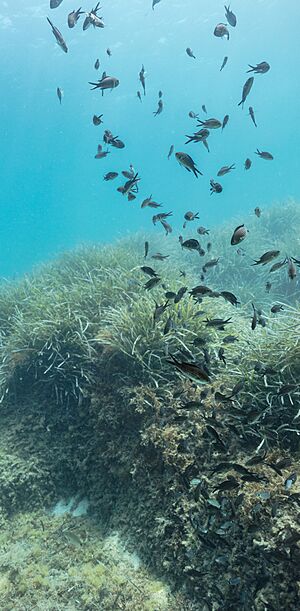 Grupo de fulas blancas (Chromis limbata), Anchor Bay, Malta, Malta, 2021-08-24, DD 15