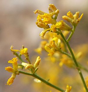 Gutierrezia microcephala 4