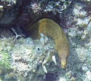 Gymnothorax miliaris (goldentail moray eel) (San Salvador Island, Bahamas) 3.jpg