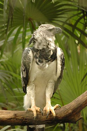 Harpia harpyja -Belize Zoo-8b
