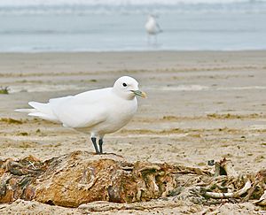Ivory Gull, central coast of California