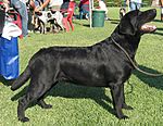 "A black Labrador Retriever at a confirmation show."