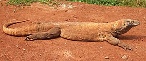 Komodo dragon Varanus komodoensis Ragunan Zoo 2b