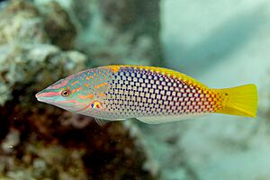 Lábrido tablero a cuadros (Halichoeres hortulanus), mar Rojo, Egipto, 2023-04-19, DD 43.jpg