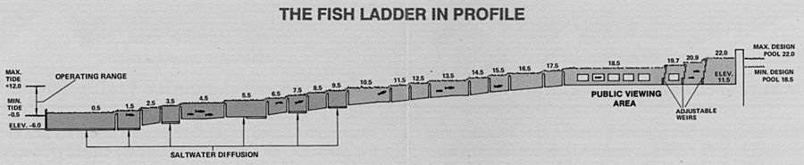 Lake Washington Ship Canal Fish Ladder pamphlet - The fish ladder in profile