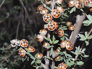 Leptospermum multicaule fruit