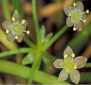 Lilaeopsis schaffneriana recurva.jpg