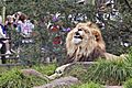 Lion - melbourne zoo