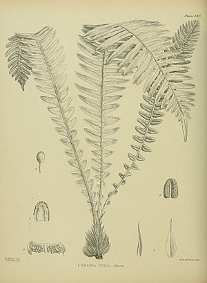 Lomaria dura illustrated by Matilda Smith.jpg