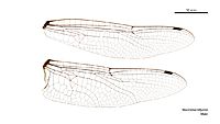 Macromia tillyardi male wings (34249025703)
