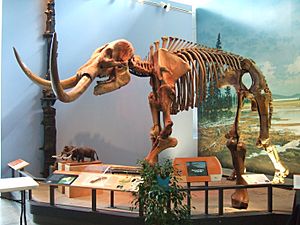 Mammut skeleton Museum of the Earth