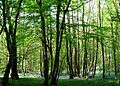 Maplehurst Wood - geograph.org.uk - 423909 cropped