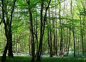 Maplehurst Wood - geograph.org.uk - 423909 cropped