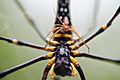 Mating nephila pilipes - golden orb-web spider