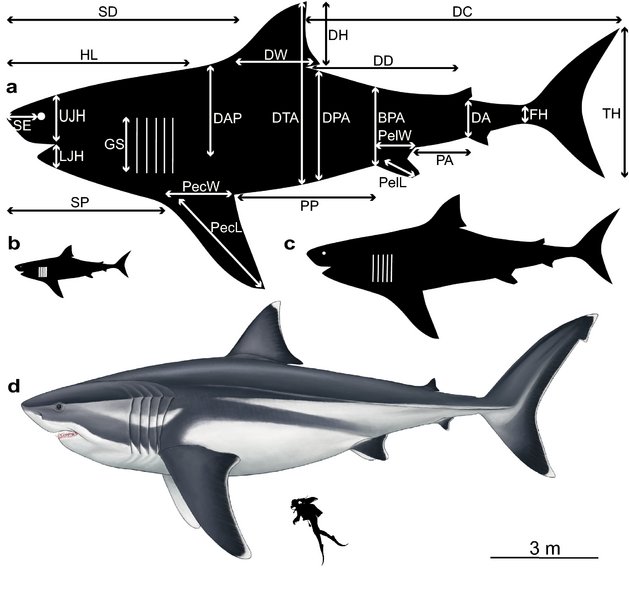 Megalodon size chart