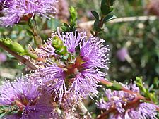 Melaleuca gibbosa (Myrtaceae) flowers