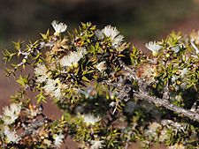 Melaleuca marginata (leaves, flowers, fruits)