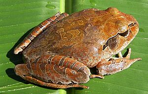 Mixophyes schevilli