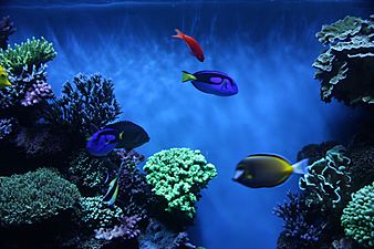 Some colorful fishes swim in front of living corals