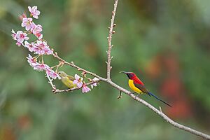 Mrs. Gould's-Sunbird