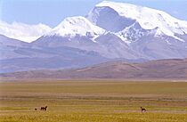 Mt Gurla Mandhata and wild Donkeys.jpg